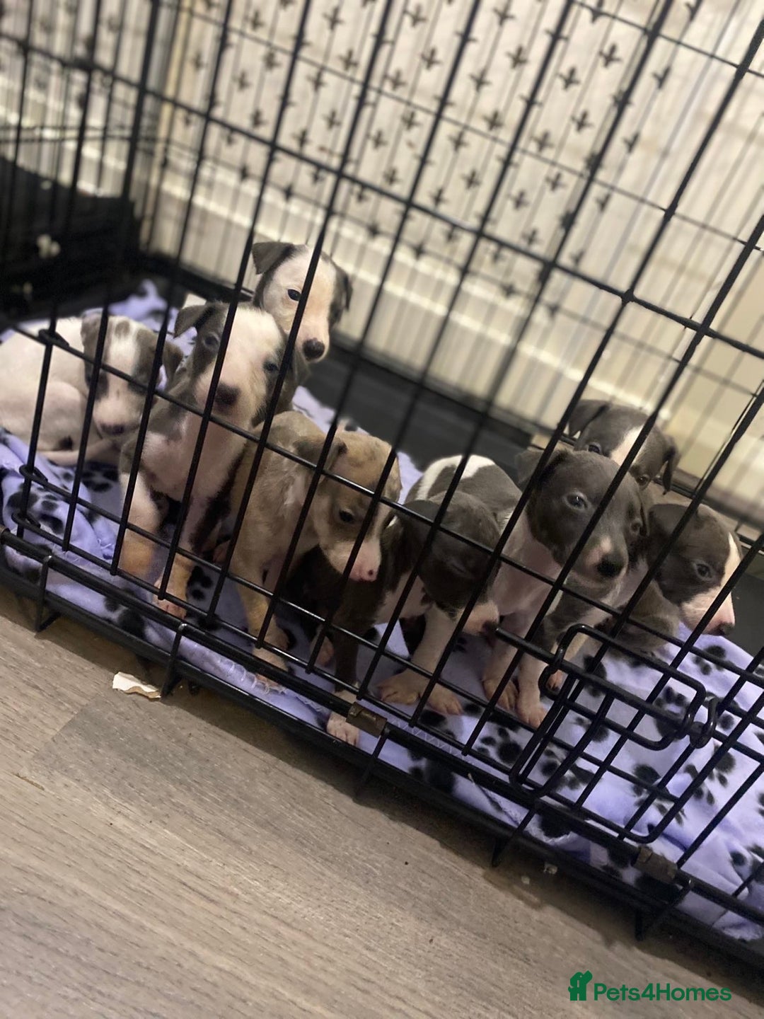 Whippet dogs for sale: KC whippets for sale  - Advert 3