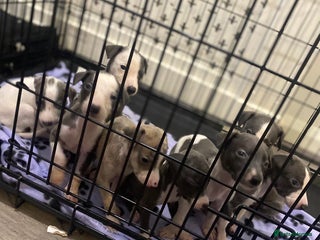 Whippet dogs KC whippets for sale - Advert 2