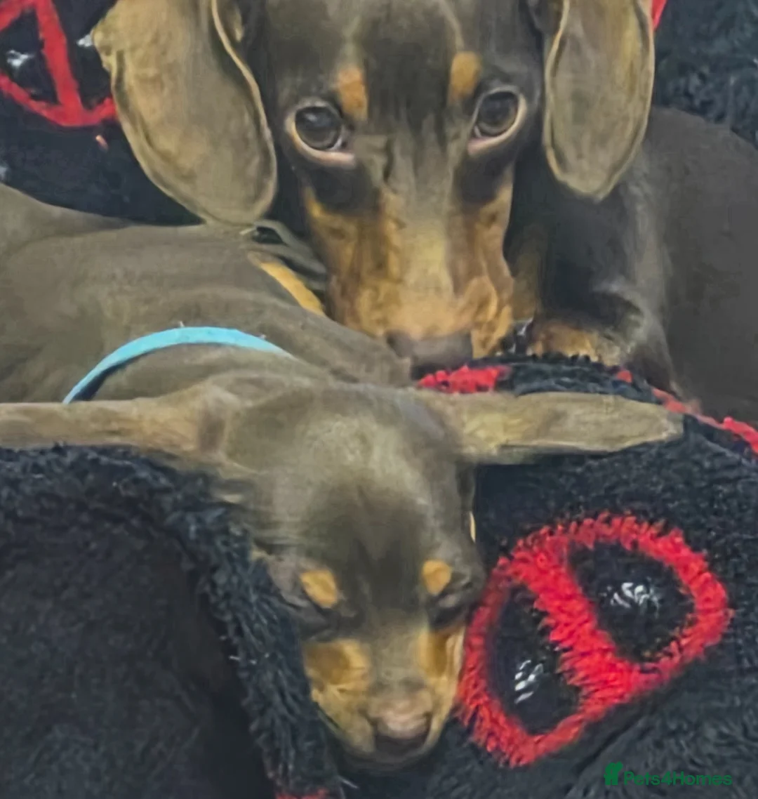 Miniature Dachshund dogs for sale: All pups now sold - Advert 2