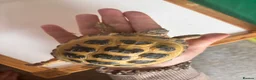 Tortoise reptiles for sale: Horsfield tortoises for sale in Cannock - Advert 3