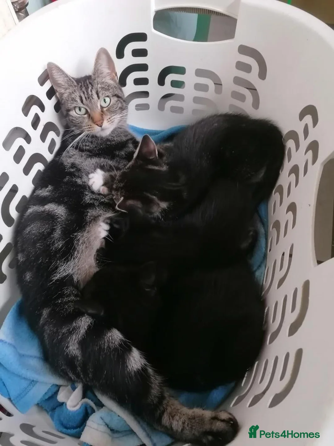 Mixed Breed cats for sale: Cute & Cuddly Kittens ready now - Advert 2