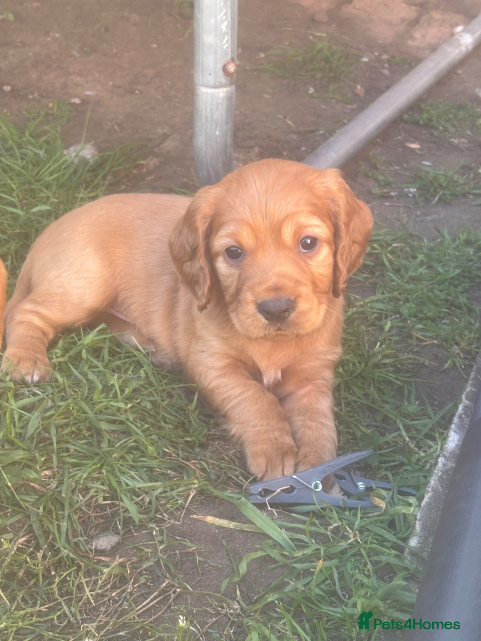Cocker Spaniel dogs Beautiful KC Reg. Working Cocker Spaniels  - Advert 6