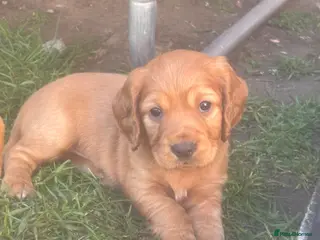 Cocker Spaniel dogs Beautiful KC Reg. Working Cocker Spaniels - Advert 6