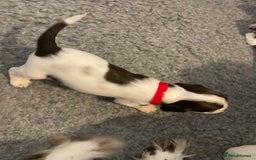 English Springer Spaniel dogs for sale: Adorable Springer Spaniel Puppies - Image 16