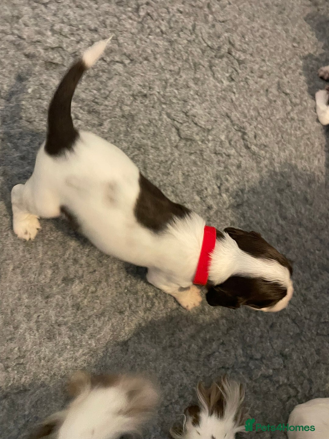 English Springer Spaniel dogs for sale: Adorable Springer Spaniel Puppies - Image 16