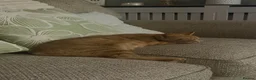 Mixed Breed cats for sale: 7 FLUFFY GINGER KITTENS LOOKING FOR LOVING HOMES in Saint Austell - Advert 1