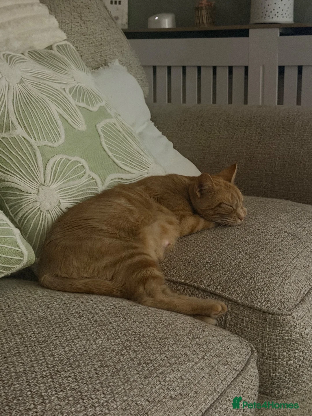 Mixed Breed cats for sale: 7 FLUFFY GINGER KITTENS LOOKING FOR LOVING HOMES in Saint Austell - Advert 1
