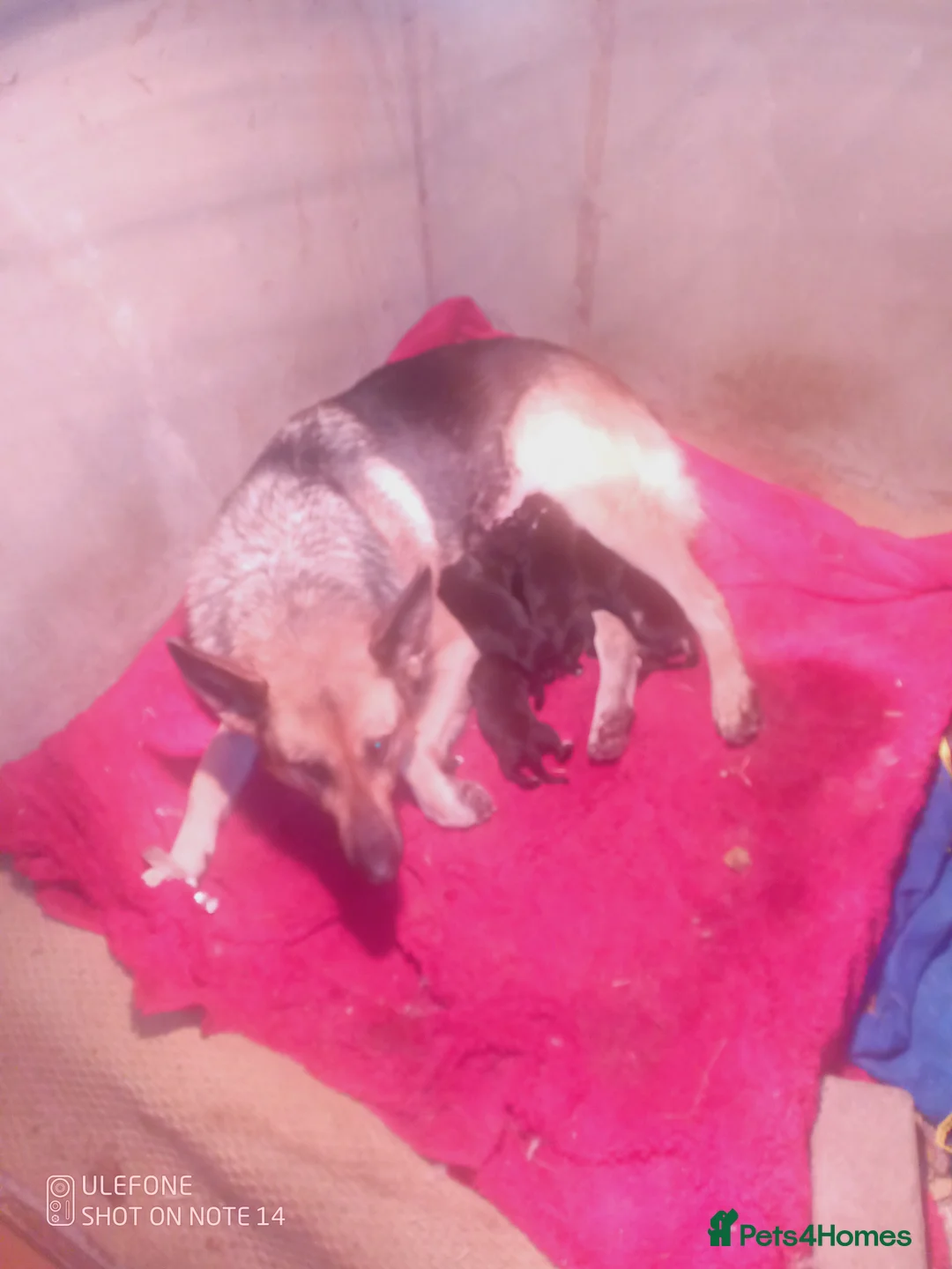 Mixed Breed dogs for sale: Shollie Pups(German Shepherd x Collie) - Advert 9