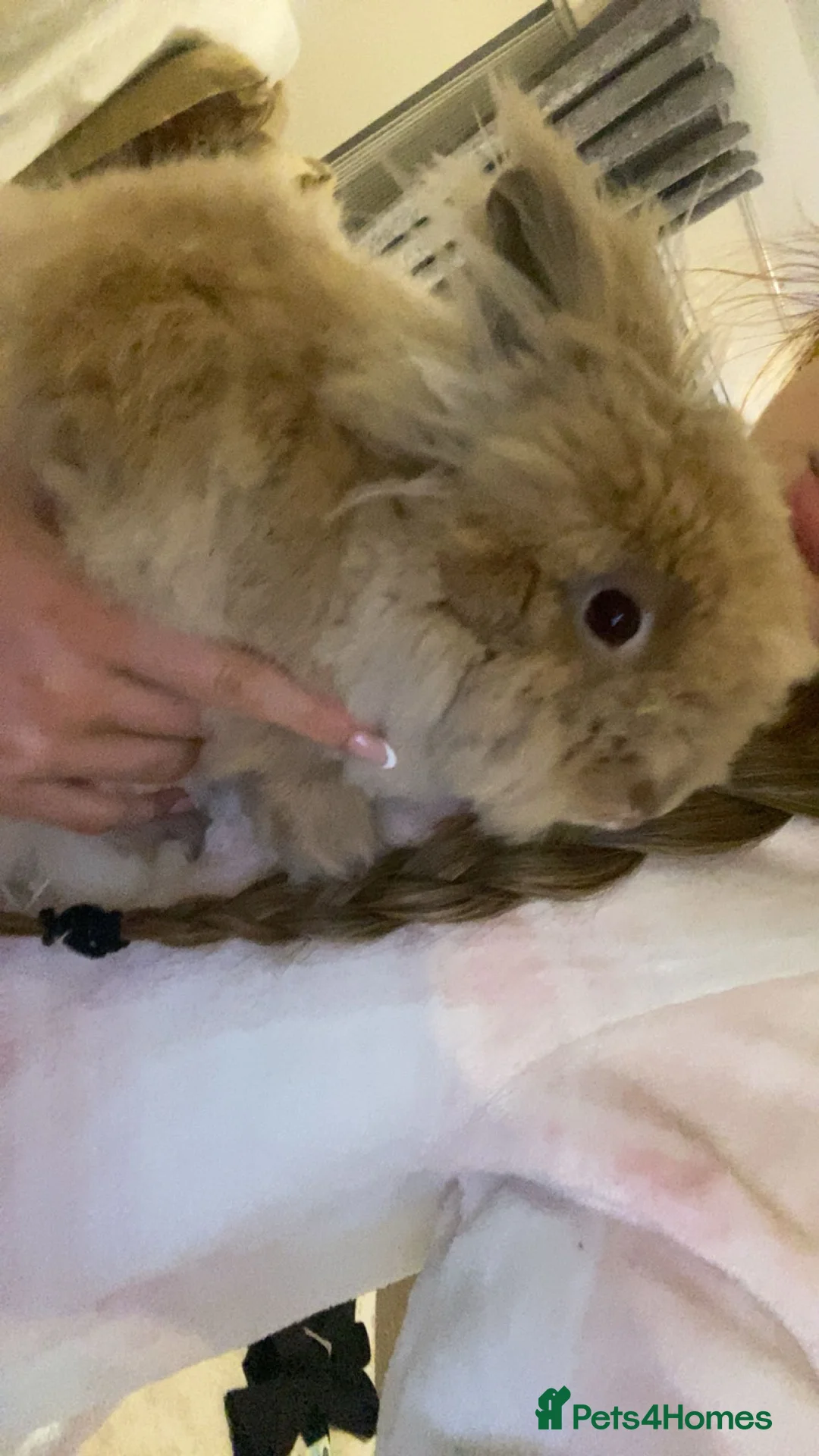 Mini Lion Lop rabbits for sale: Male mini lion lop  - Advert 6