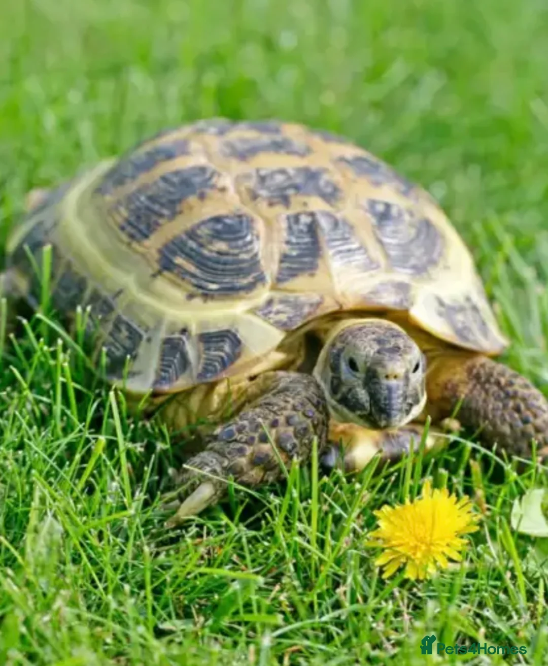 Tortoise reptiles for sale: STUNNING UK BRED HORSEFIELD BABIES AVAILABLE!! - Advert 9