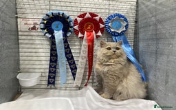 British Shorthair cats for sale: British Shorthair Kittens - Image 37
