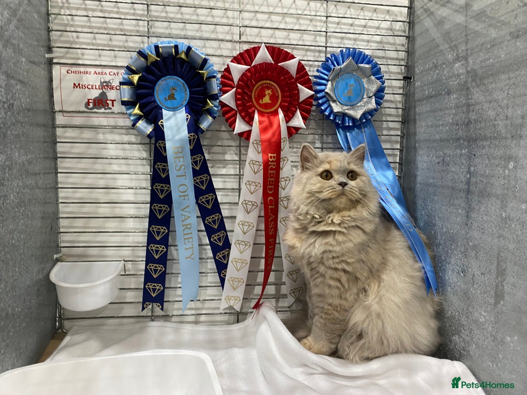 British Shorthair cats for sale: British Shorthair Kittens - Image 37