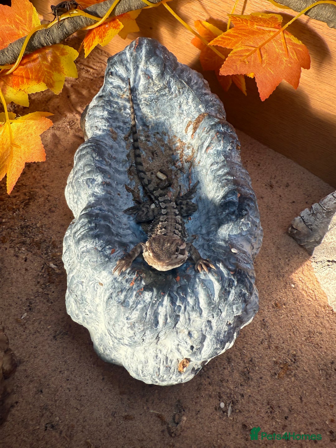 Lizard reptiles for sale: Baby Rankin dragons - Advert 7