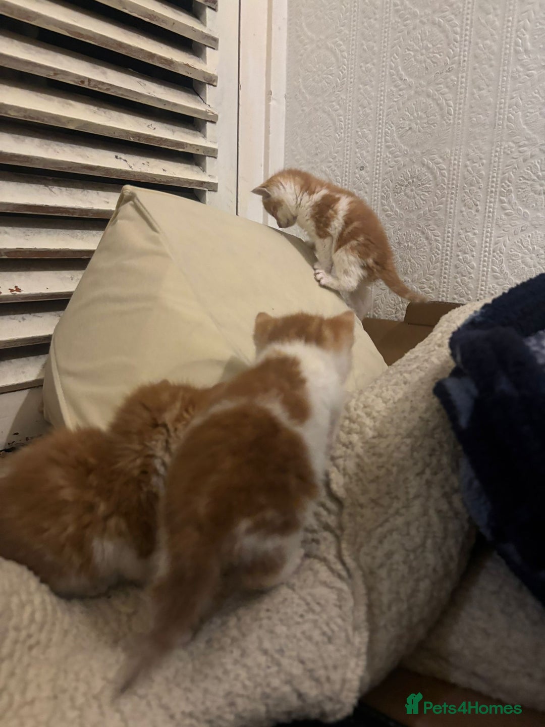 Mixed Breed cats for sale: 5 KITTENS IN SEARCH OF THEIR FOREVER HOMES  - Advert 2