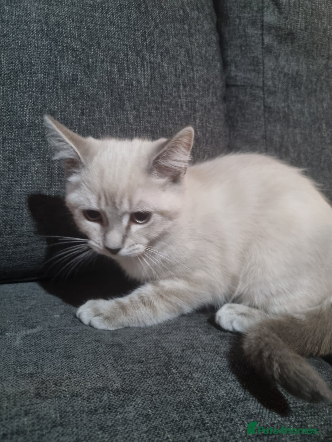 Ragdoll cats for sale: Ragdoll X Bengal - Image 12