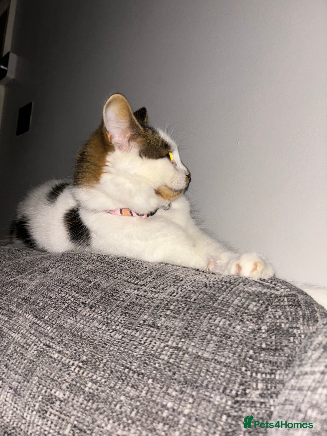 British Longhair cats for sale: Coco  - Advert 3