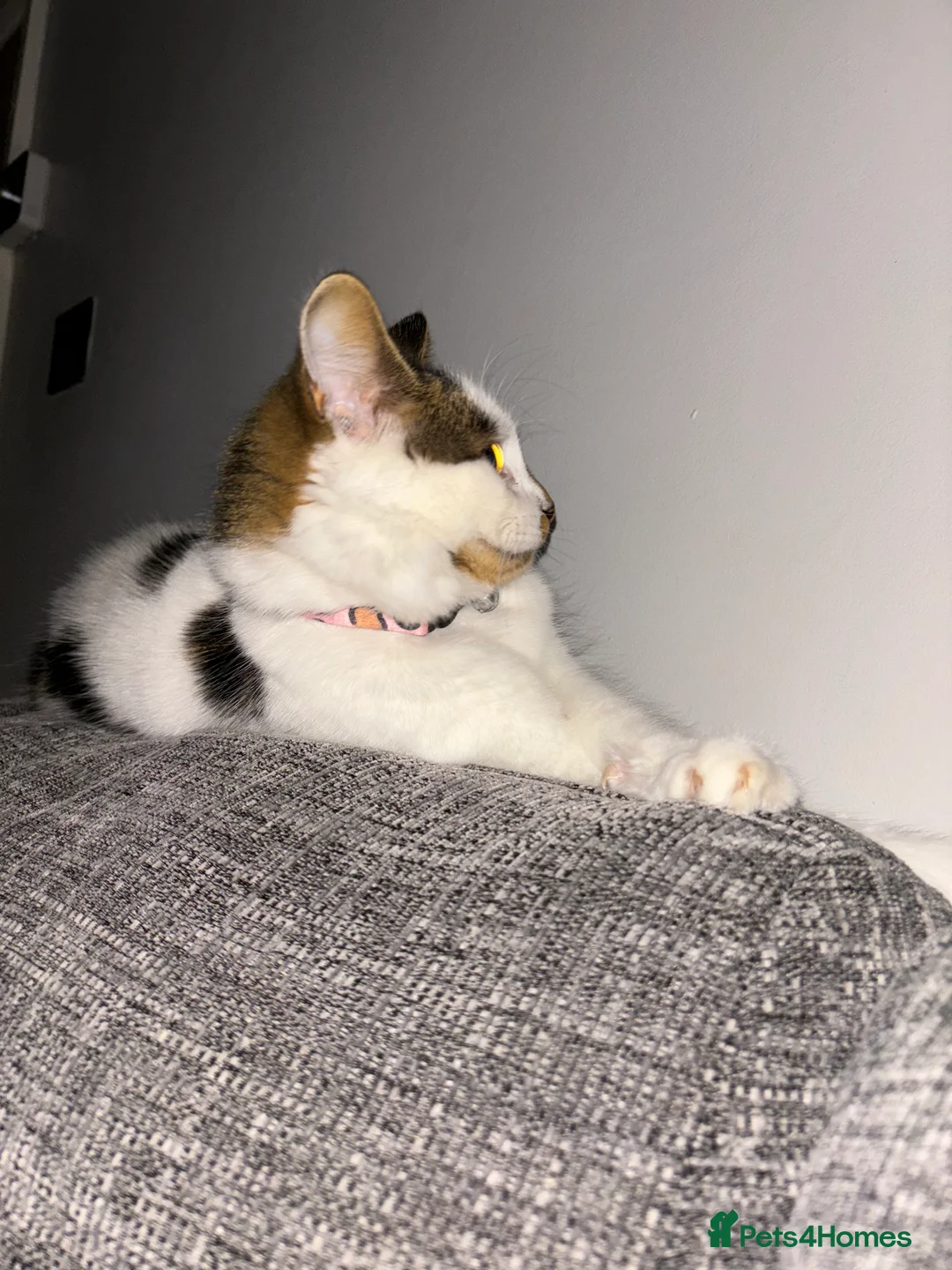 British Longhair cats for sale: Coco  - Advert 3