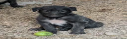 Caucasian Shepherd Dog dogs for sale: Caucasian/Wolfhound  - Advert 8