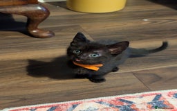 Mixed Breed cats for sale: Beautiful black kitten - Image 1
