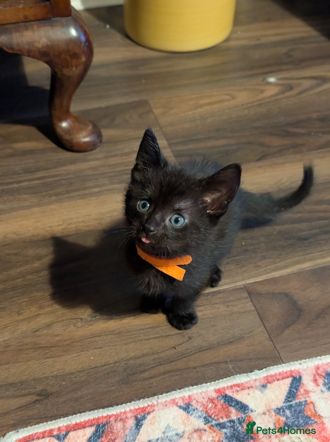 Mixed Breed cats for sale: Beautiful black kitten - Image 1