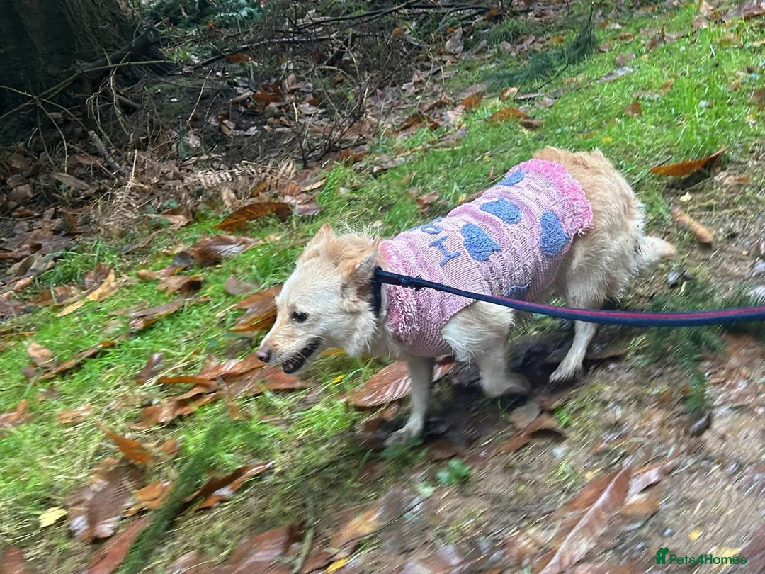 Mixed Breed dogs for adoption: Winnie - Norwich Norfolk  in Norwich - Advert 2