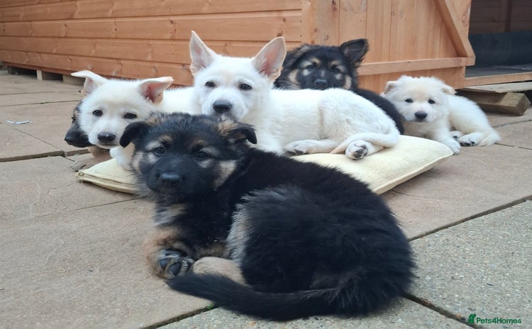 German Shepherd dogs - Advert 2