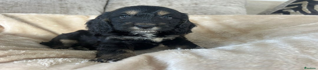 Cockapoo Puppy 4