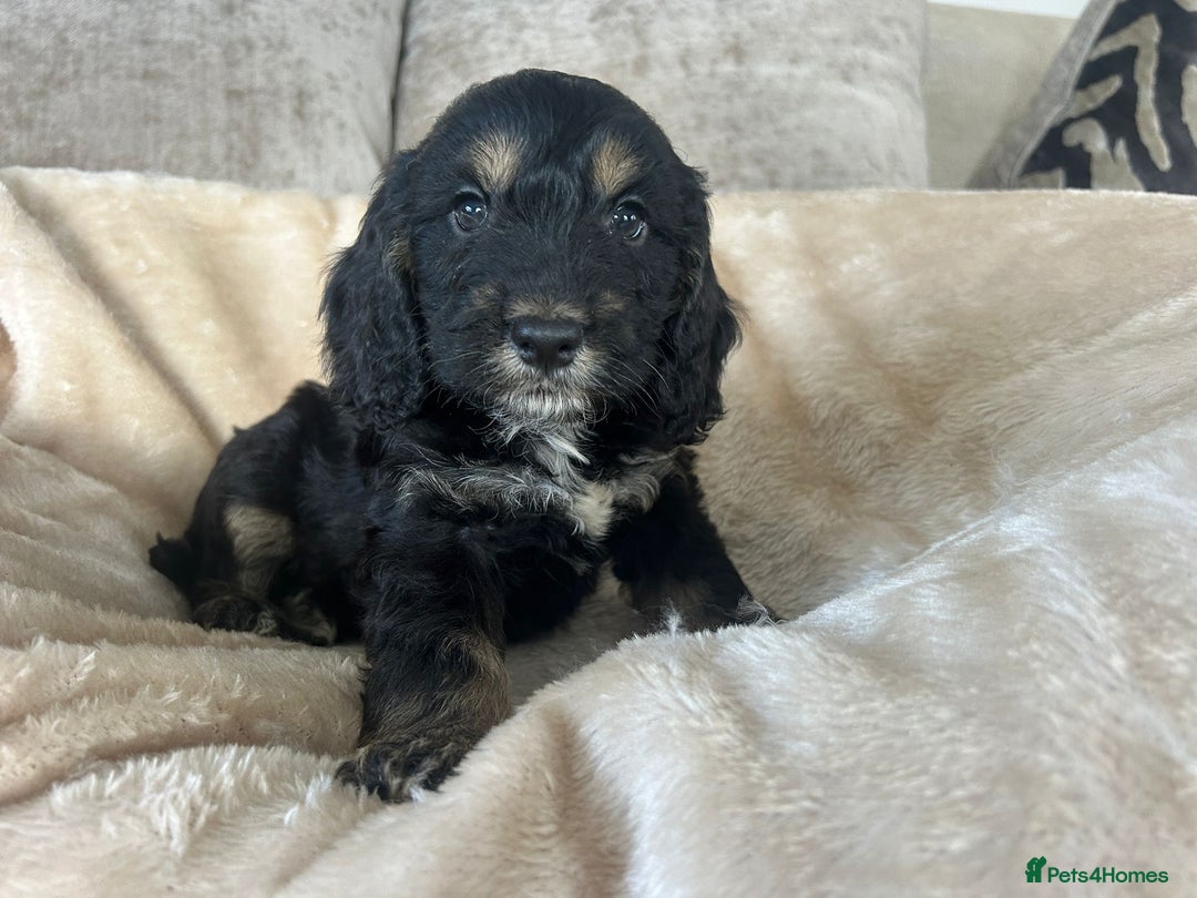 Cockapoo dogs for sale: Adorable F1 cockapoo puppies  - Image 18