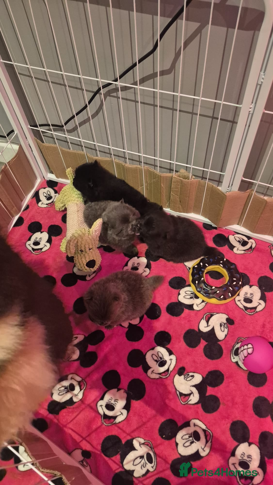 Pomeranian dogs for sale: Mini pomeranian puppies excel Russian bloodlines - Advert 18