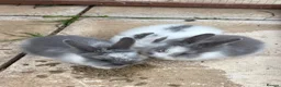 Lionhead rabbits for sale: 2left READY for new homes Mini lion head rabbits  - Advert 5