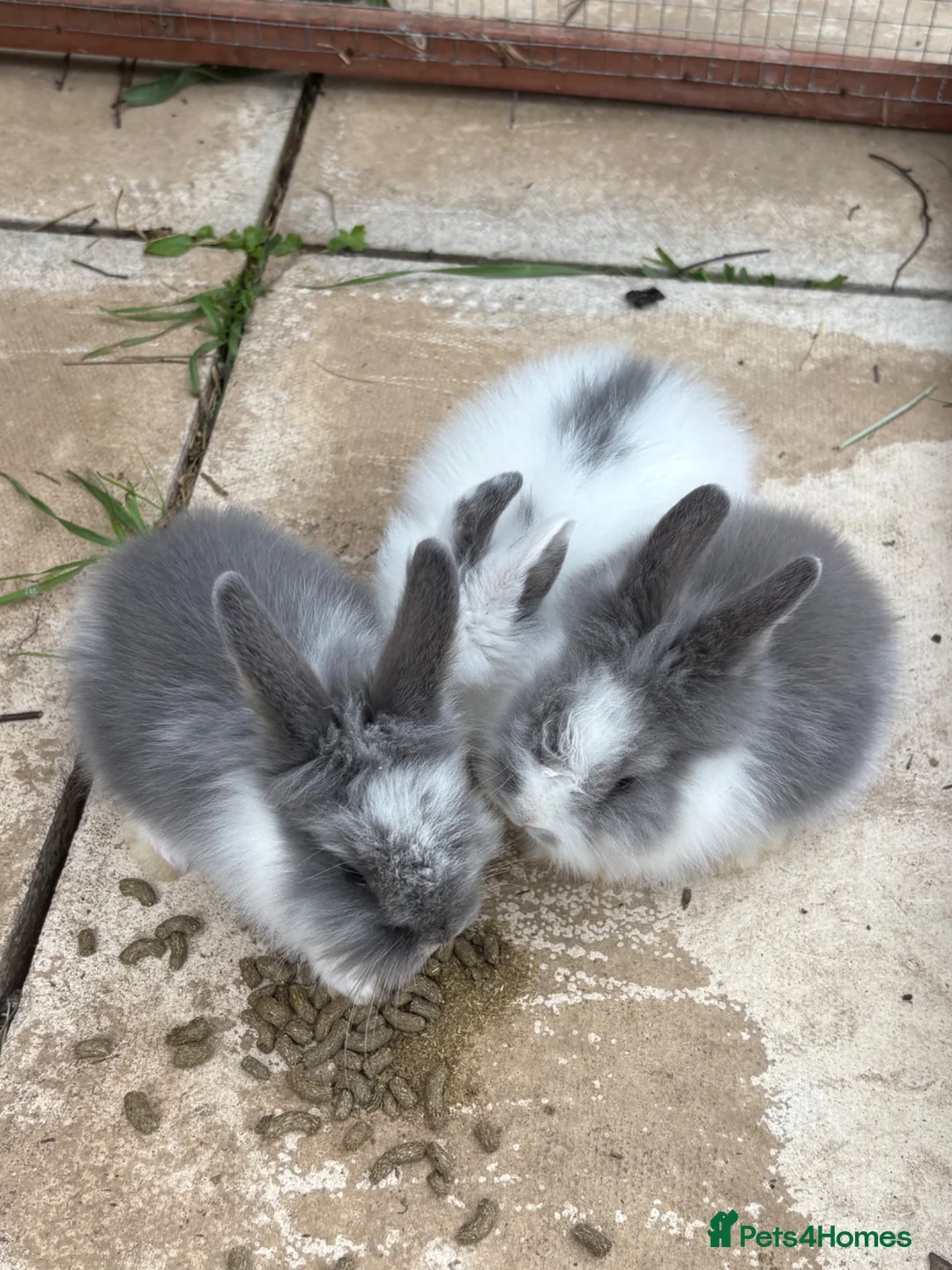 Lionhead rabbits for sale: 2left READY for new homes Mini lion head rabbits  - Advert 5
