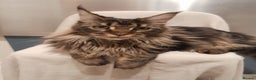 Maine Coon cats for sale: black/brown classic tabby MaineCoon Girl TICA reg - Advert 4