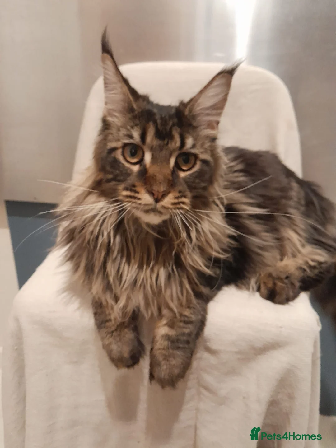 Maine Coon cats for sale: black/brown classic tabby MaineCoon Girl TICA reg - Advert 4