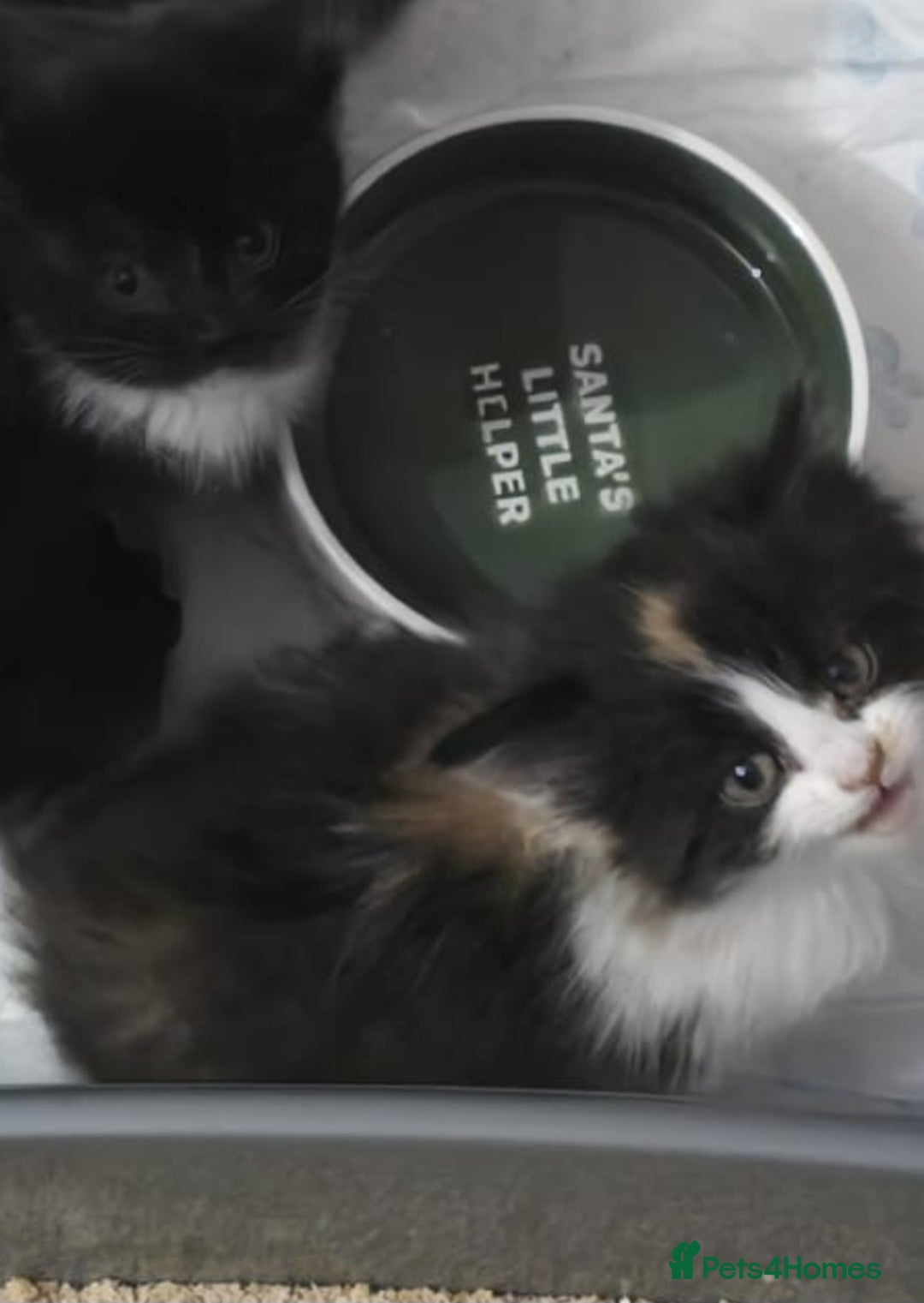 Domestic Shorthair cats for sale: 4 gorgeous kittens for sale ❤️ - Advert 12