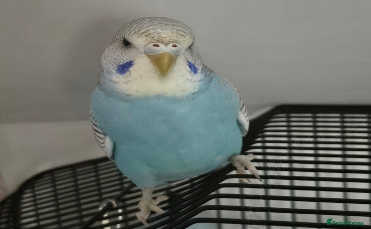 Budgerigars birds - Advert 1