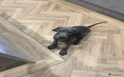 Weimaraner dogs for sale: 🐾 KC Weimaraners, ready now 🐾  - Advert 24