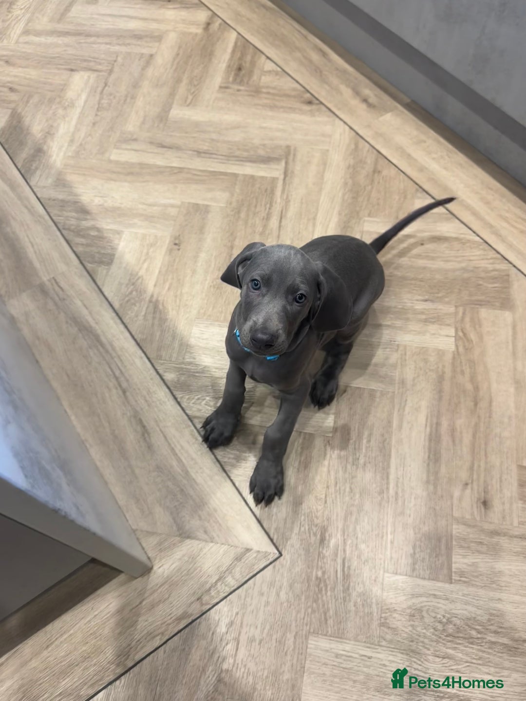 Weimaraner dogs for sale: 🐾 KC Weimaraners, ready now 🐾  - Advert 24