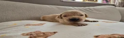 Golden Retriever dogs for sale: Stunning KC golden retriever puppies - Advert 13