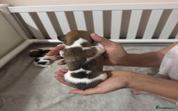 Jack Russell dogs for sale: 5 Jack Russel Puppies - Image 12