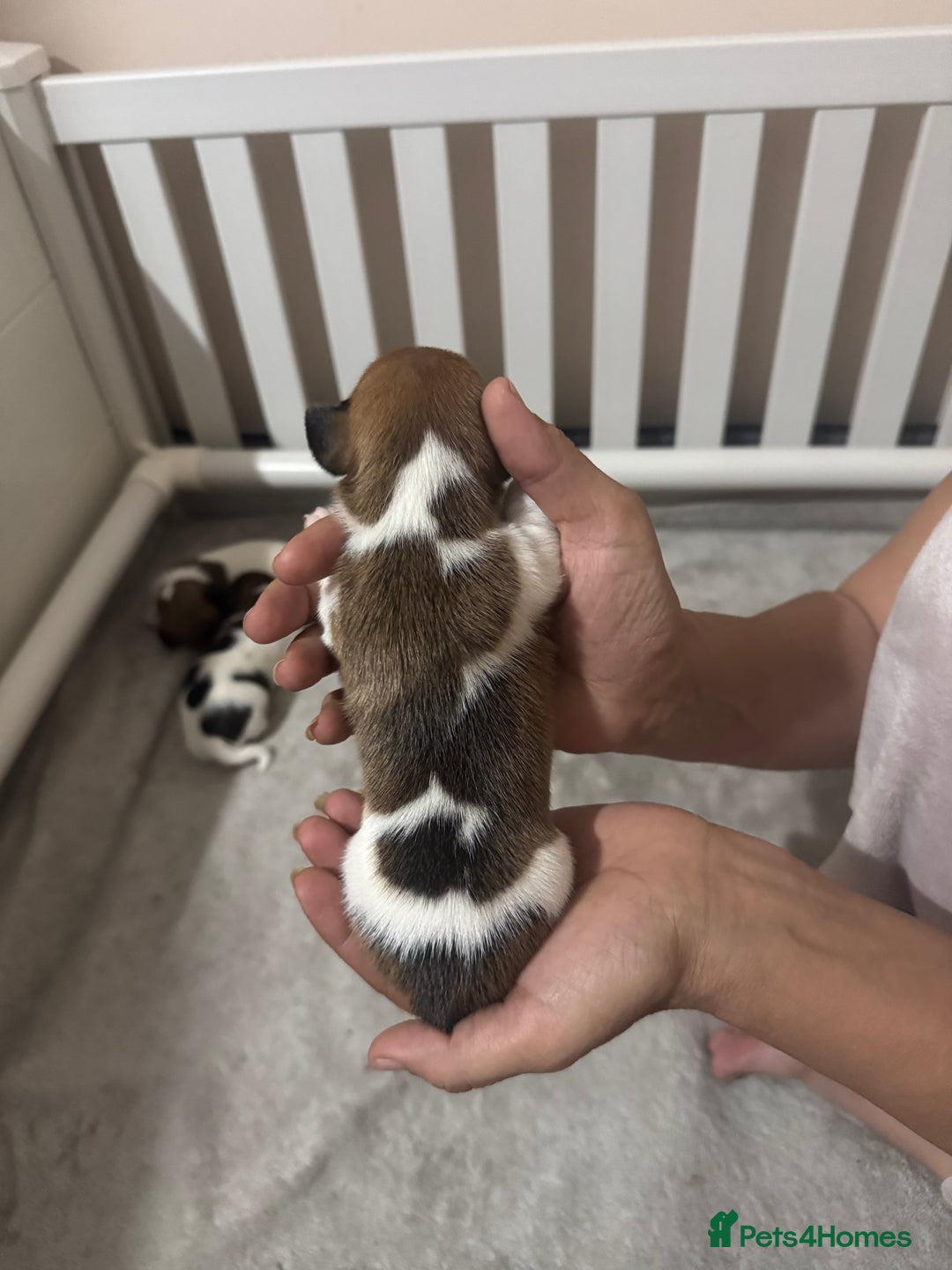 Jack Russell dogs for sale: 5 Jack Russel Puppies - Image 12