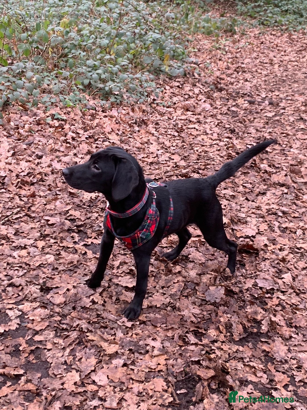 Mixed Breed dogs for sale: Very friendly Beagador called poppy - Advert 3