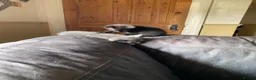 Mixed Breed cats for sale: 5 gorgeous kittens ready for new homes - Advert 11