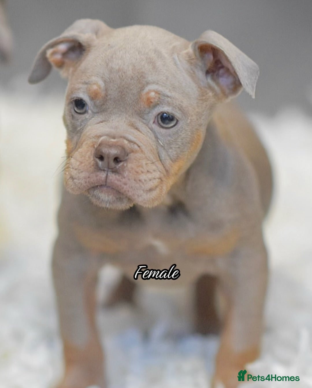 Olde English Bulldogge dogs 23 years Professionals 5⭐️Rated Licensed.  - Advert 1