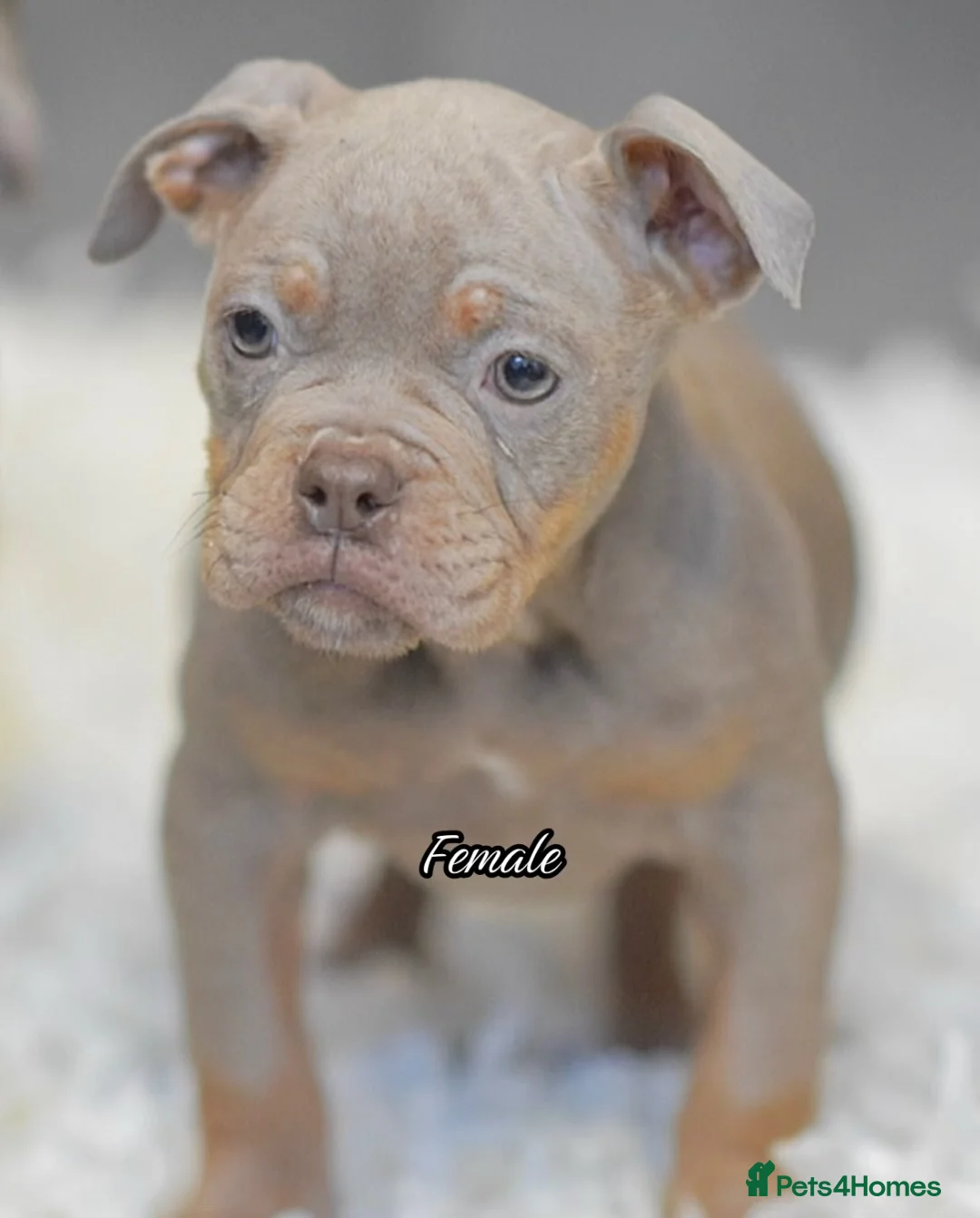 Olde English Bulldogge dogs for sale: 23 years Professionals 5⭐️Rated Licensed.  - Advert 2