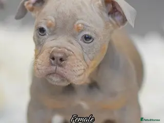 Olde English Bulldogge dogs 23 years Professionals 5⭐️Rated Licensed. - Advert 1