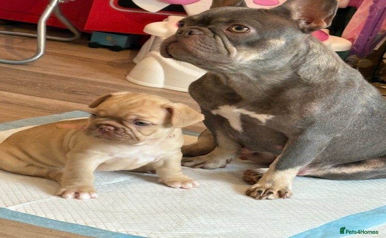 French Bulldog dogs - Advert 5