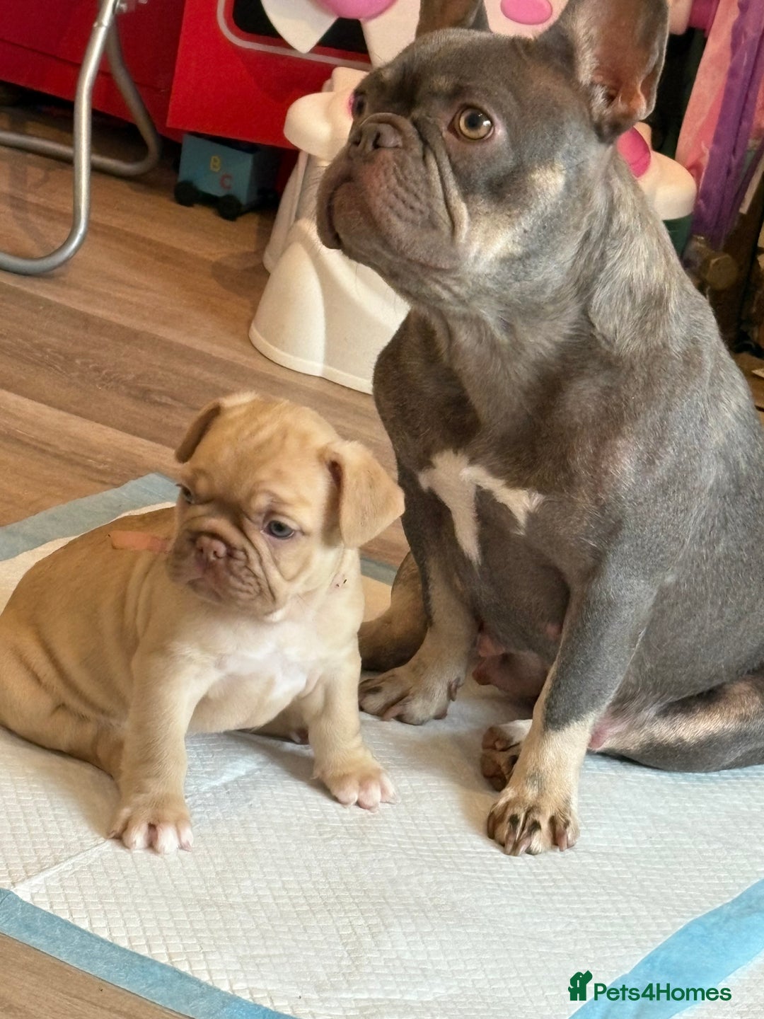 French Bulldog dogs for sale: Beautiful French bulldog puppys - Image 1