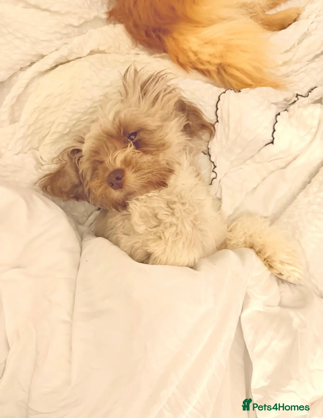 Mixed Breed dogs for sale: Bichon frise x Pomeranian pups  - Advert 2