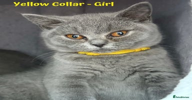 British Shorthair cats - Advert 10