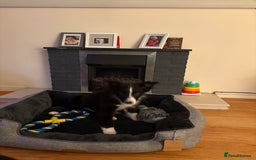 Border Collie dogs for sale: Meet Enzo - Image 4